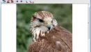 Falco Viewer