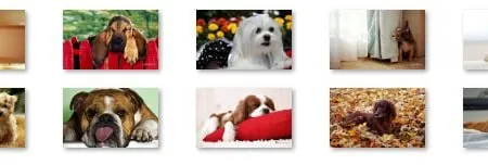 Cute Dogs Windows 7 Theme