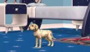 The Sims 3: Zwierzaki - stwórz swojego wymarzonego pupila