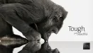 Gorilla Glass 6 – wreszcie koniec pękniętych ekranów?