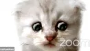 „Nie jestem kotem” - filtr na Zoom bije rekordy. Sprawdź, jak go włączyć.