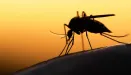 Naukowcy wypuszczą genetycznie zmodyfikowane komary. Projekt budzi kontrowersje