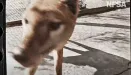 Zrekonstruowano nagranie ostatniego wilka tasmańskiego