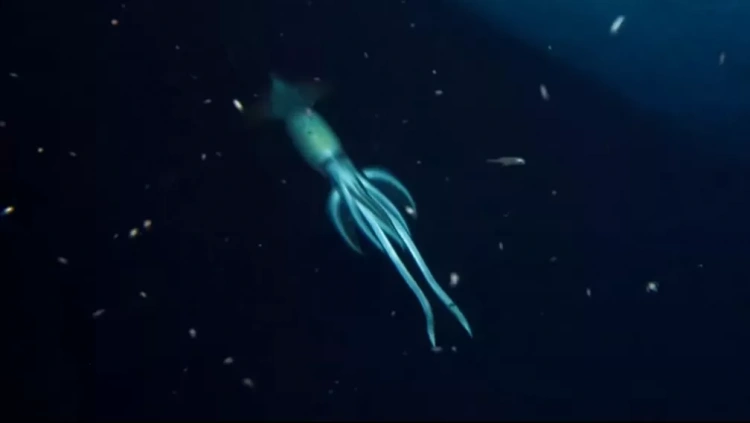 Naukowcy odkryli tajemnicze podwodne stworzenie